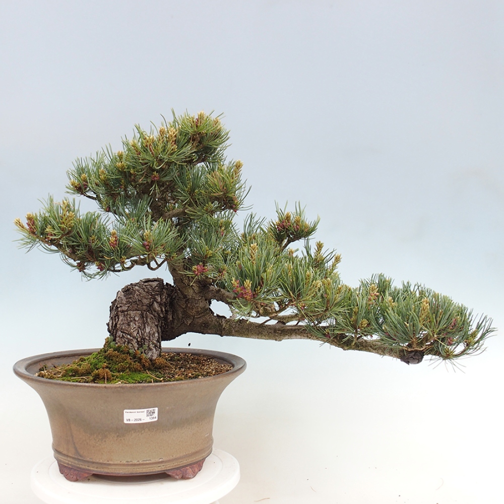 Bonsaï d'extérieur - Pinus parviflora - Pinus parviflora
