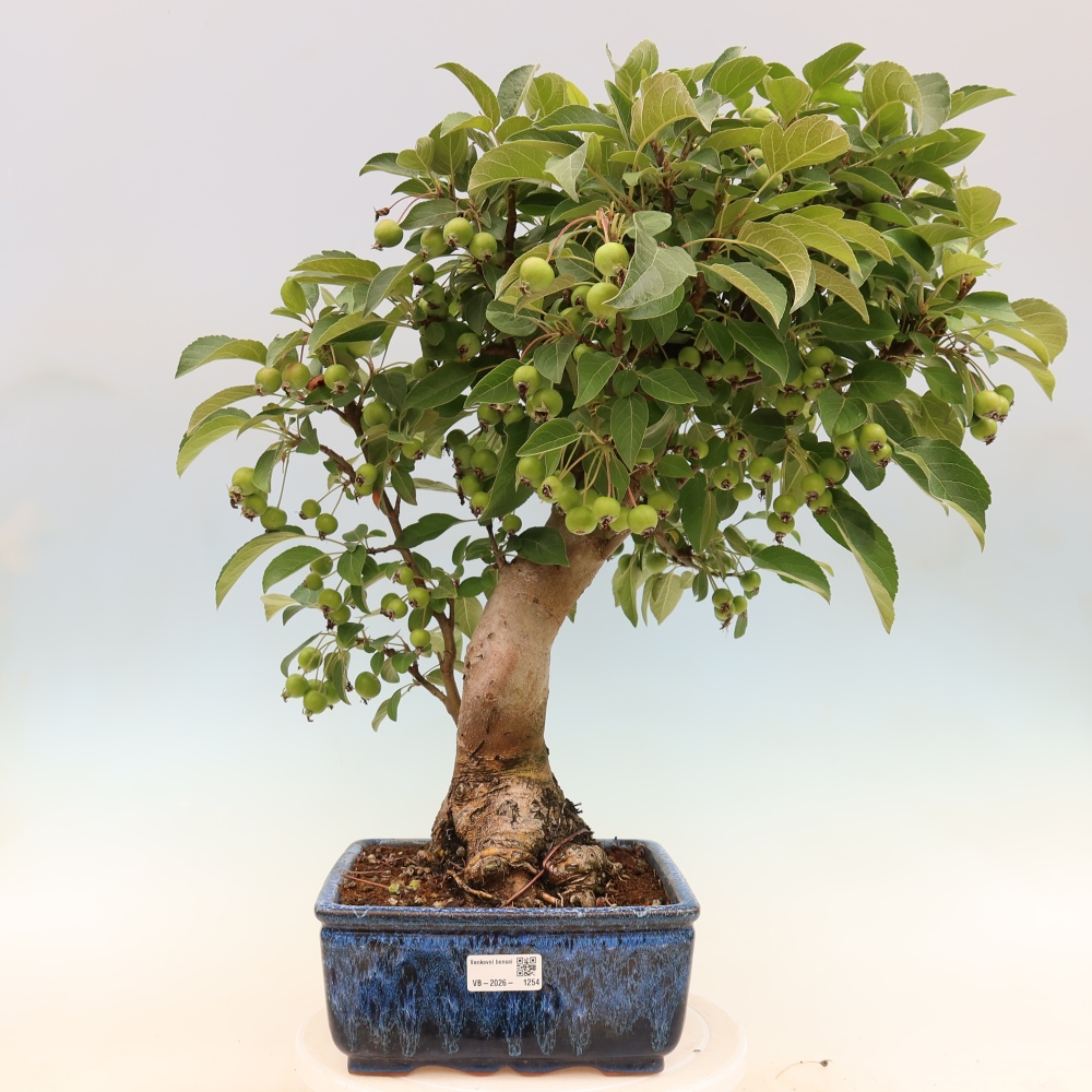 Bonsaï d'extérieur -Malus halliana - Pommier à petits fruits
