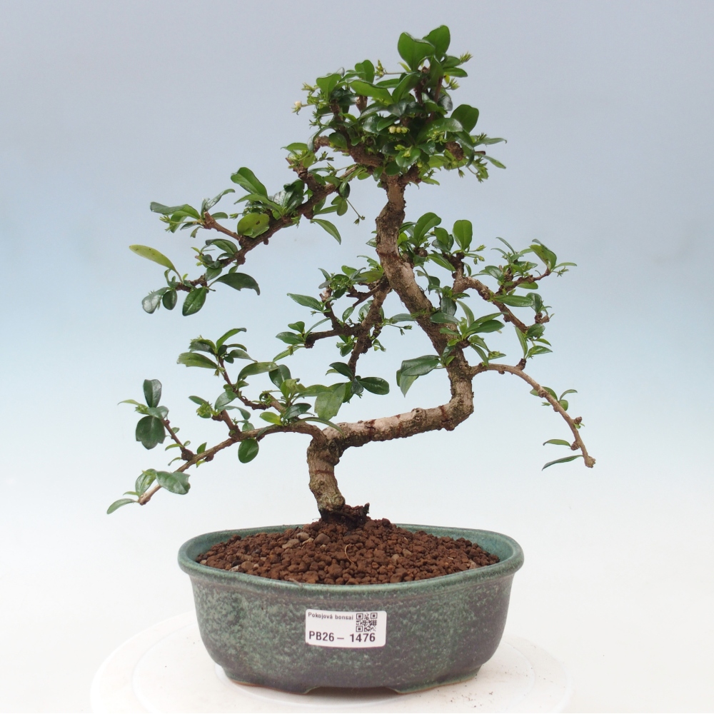Bonsaï de chambre - Carmona macrophylla - Tea fuki