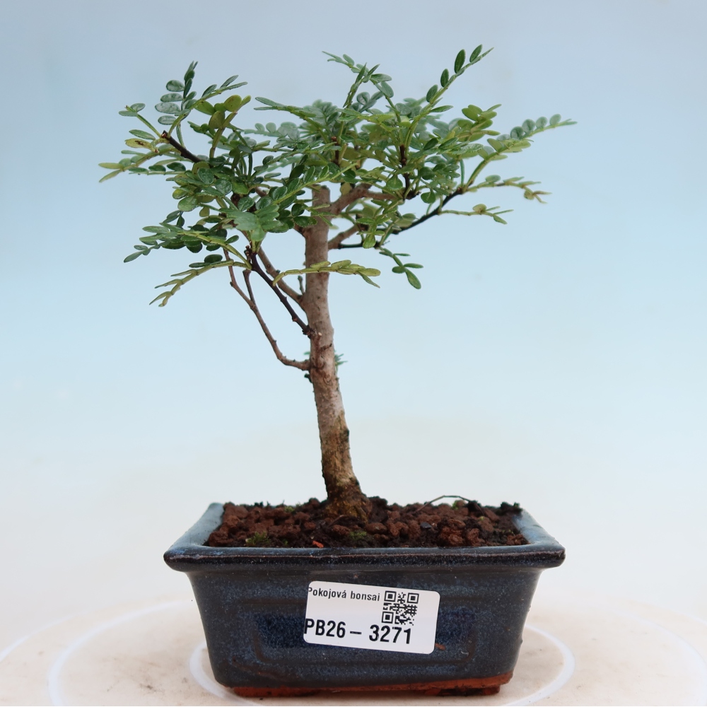 Salle bonsaï - Zantoxylum piperitum - arbre à poivre