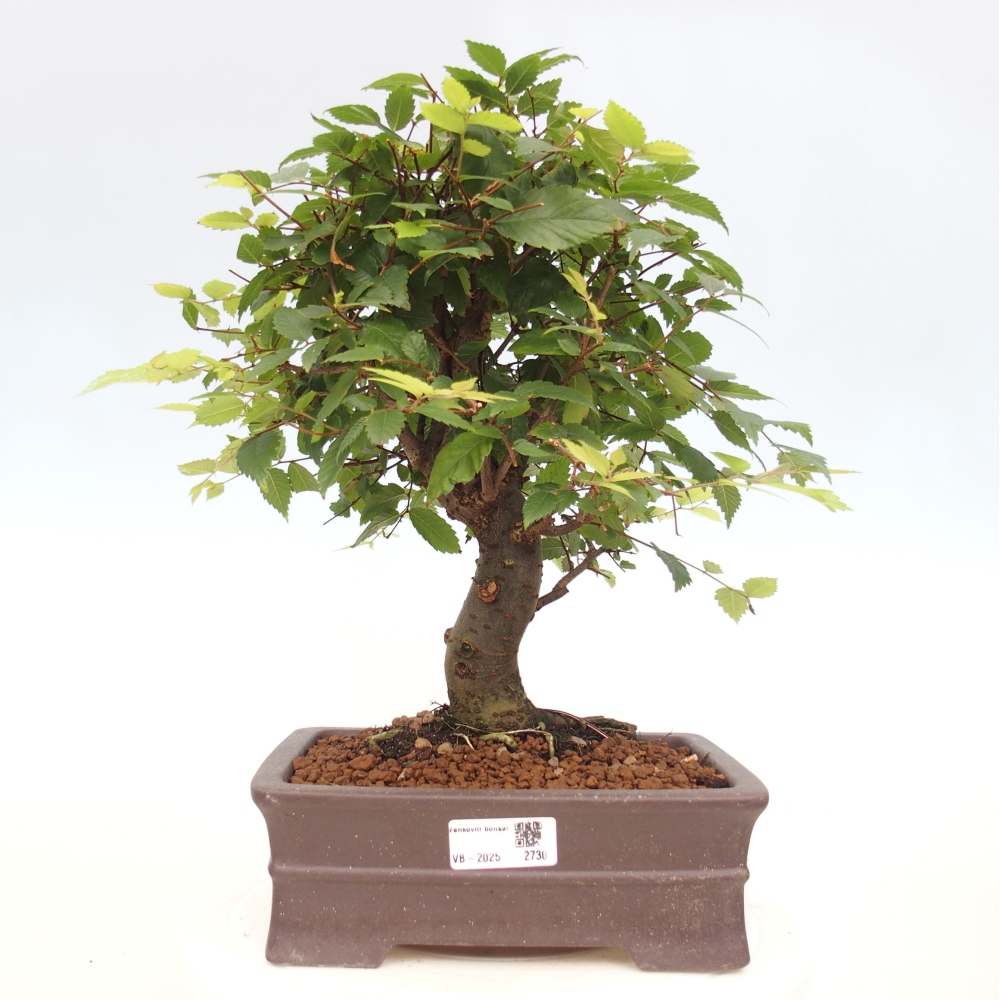 Bonsaï d'extérieur - Zelkova - Zelkova NIRE