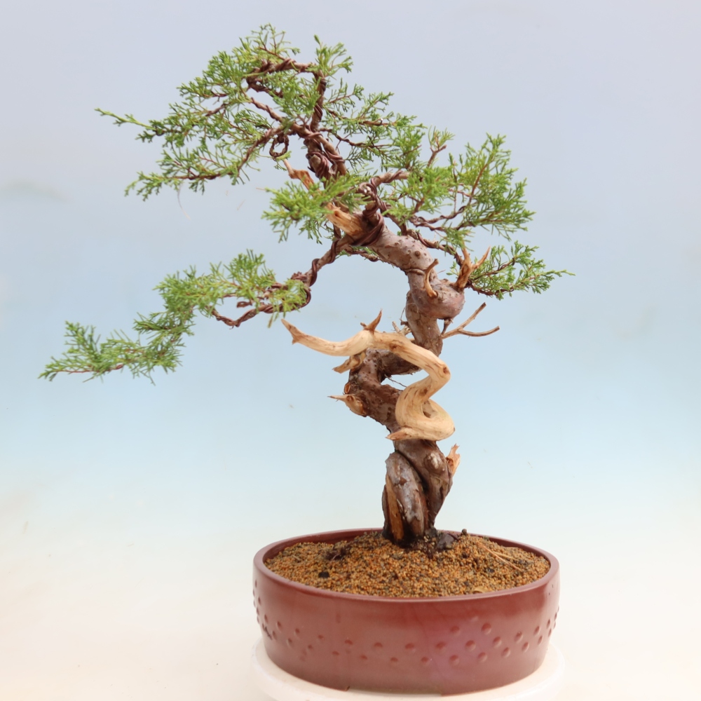 Bonsaï d'extérieur - Juniperus chinensis Itoigawa-Juniperus chinensis