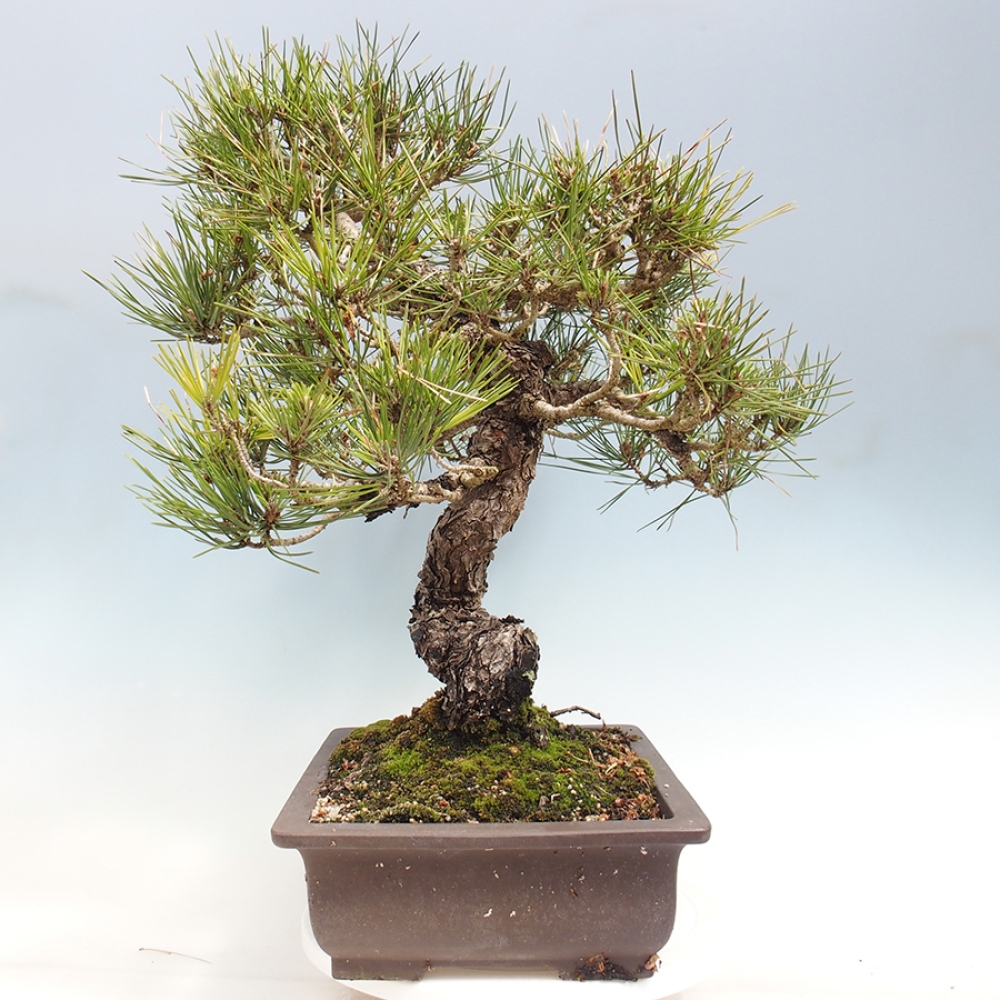 Bonsaï d'extérieur - Pinus thunbergii - Pin de Thunberg