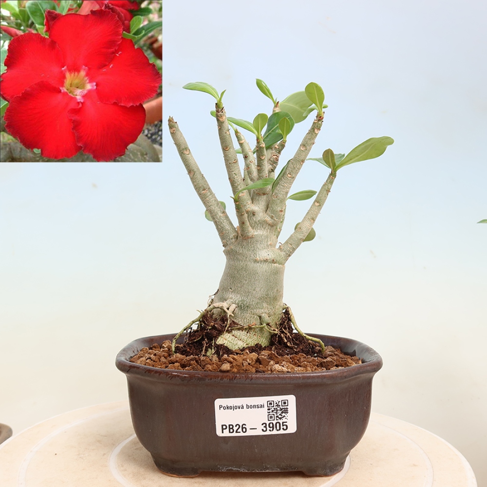 Bonsaï d'intérieur - Adenium obesum Red Star - Rose du désert