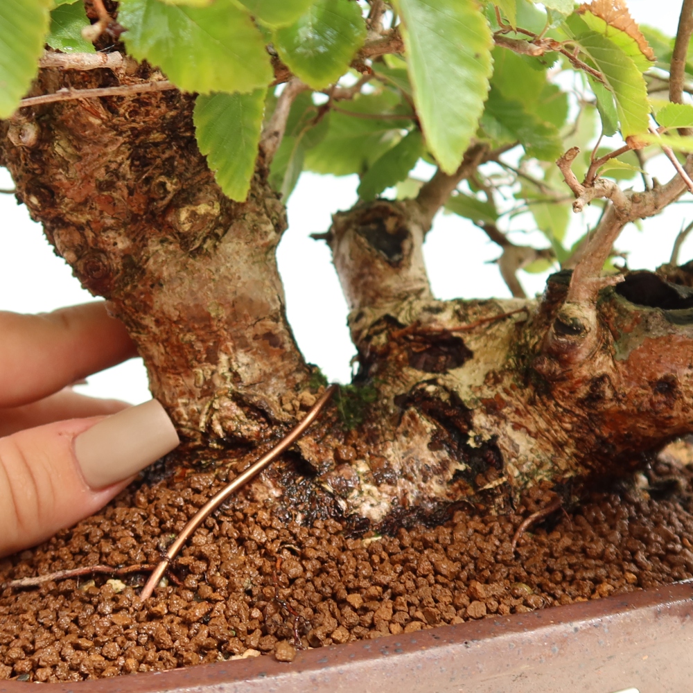 Bonsaï d'extérieur -Carpinus CARPINOIDES - Charme de Corée