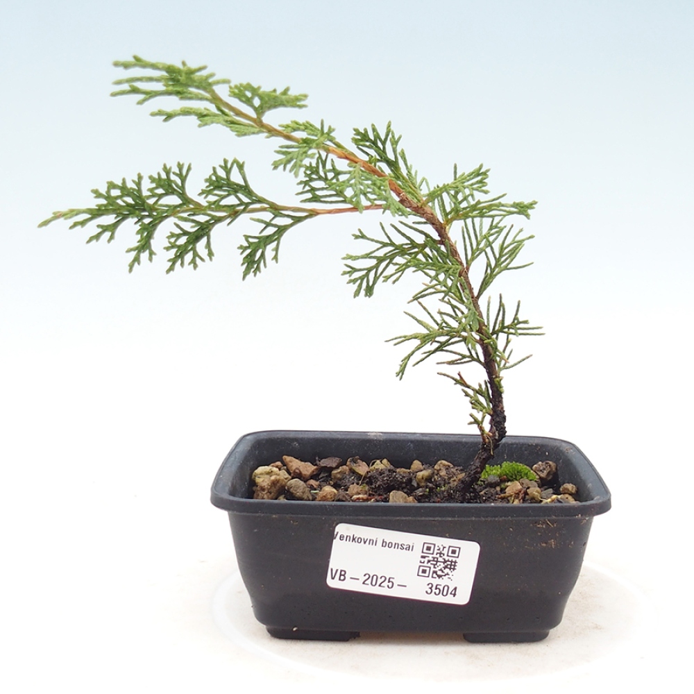 Bonsaï d'extérieur - Juniperus chinensis Itoigawa