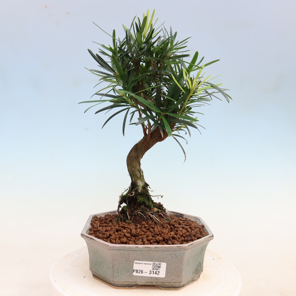 Salle bonsaï - Podocarpus - If en pierre