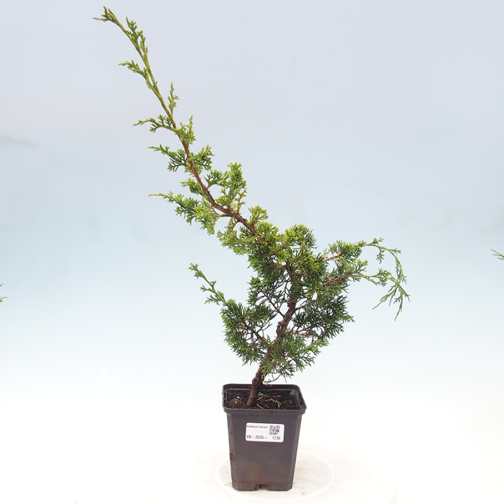 Bonsaï d'extérieur - Juniperus chinensis Itoigawa