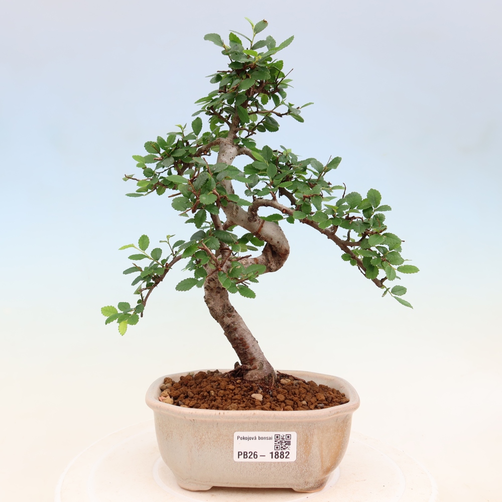 Bonsaï de chambre - Ulmus parvifolia - Orme à petites feuilles