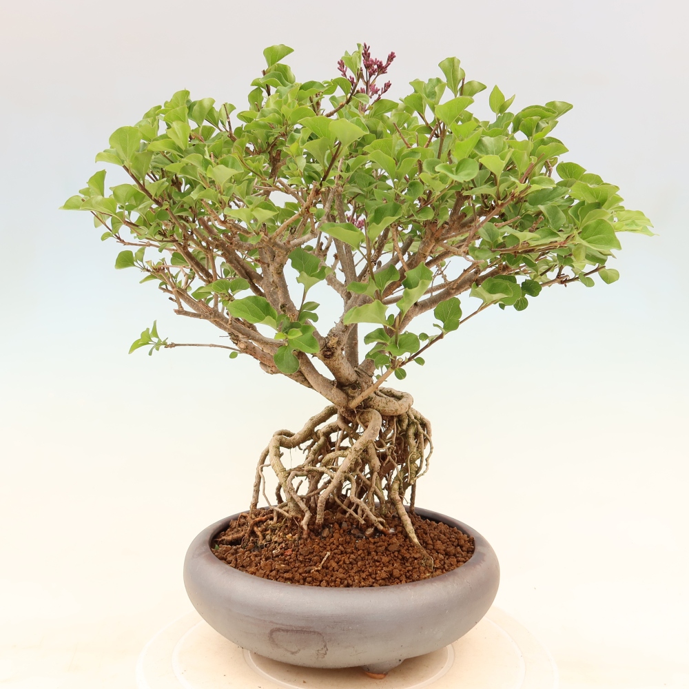 Bonsaï d'extérieur - Syringa microphylla - lilas à petites fleurs
