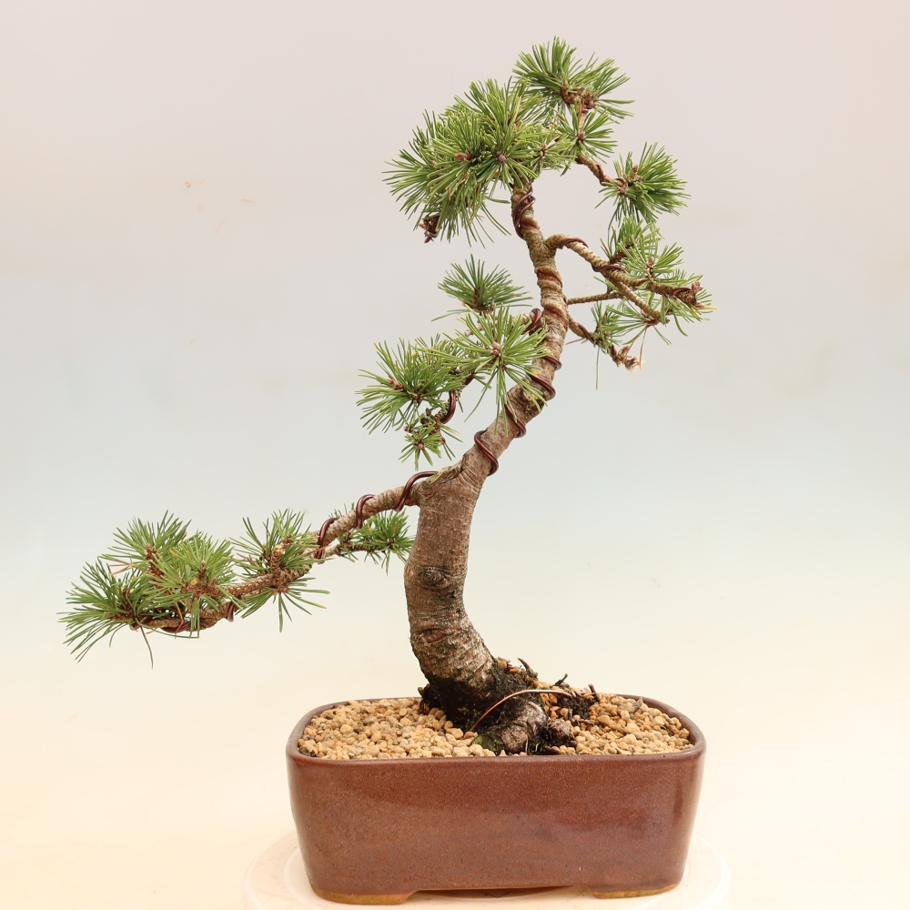 Bonsaï d'extérieur - Pinus mugo Humpy  - Pin nain