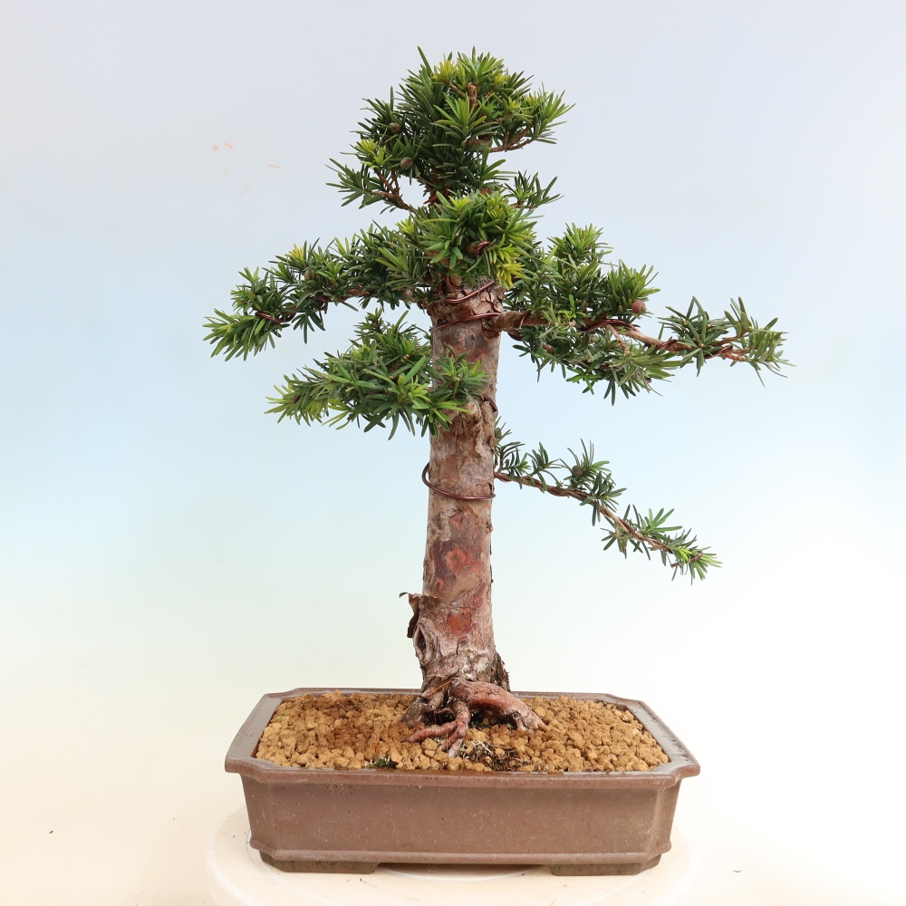 Bonsaï d'extérieur - Taxus cuspidata - If japonais