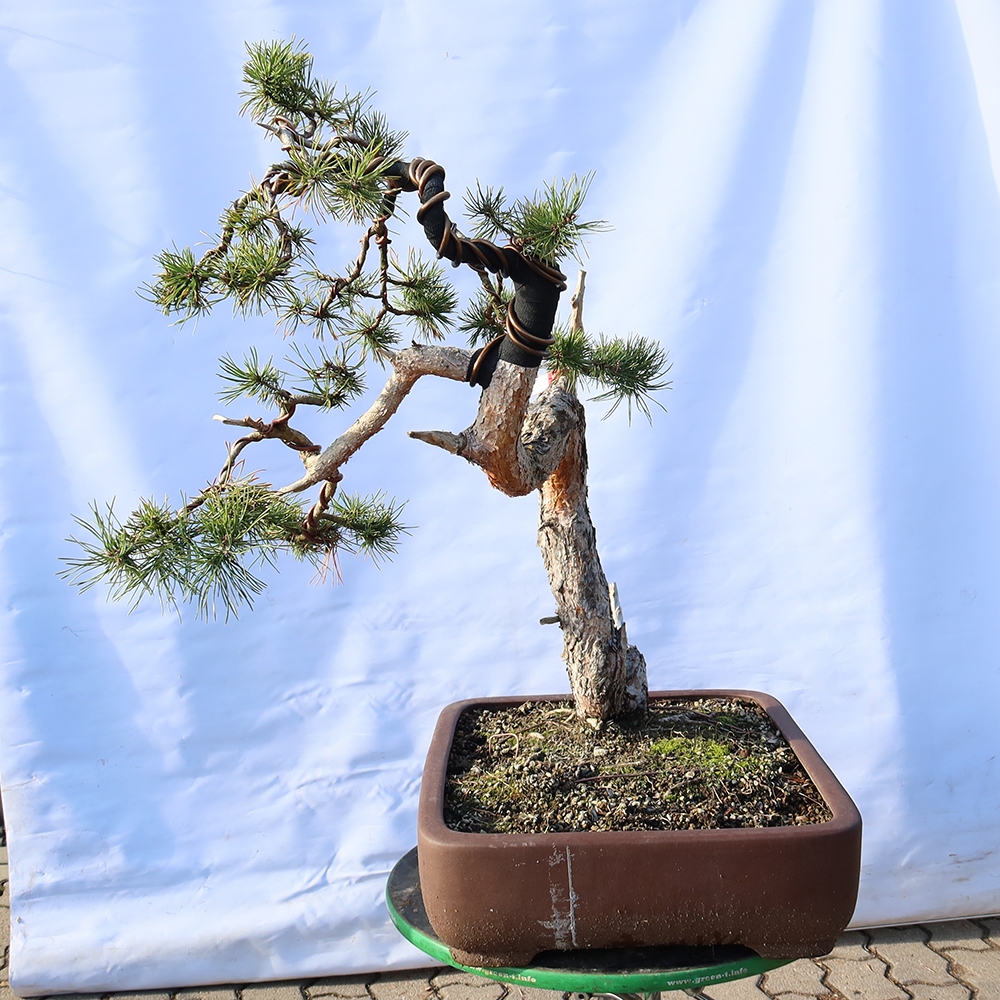 Pinus sylvestris Espagne - pin sylvestre