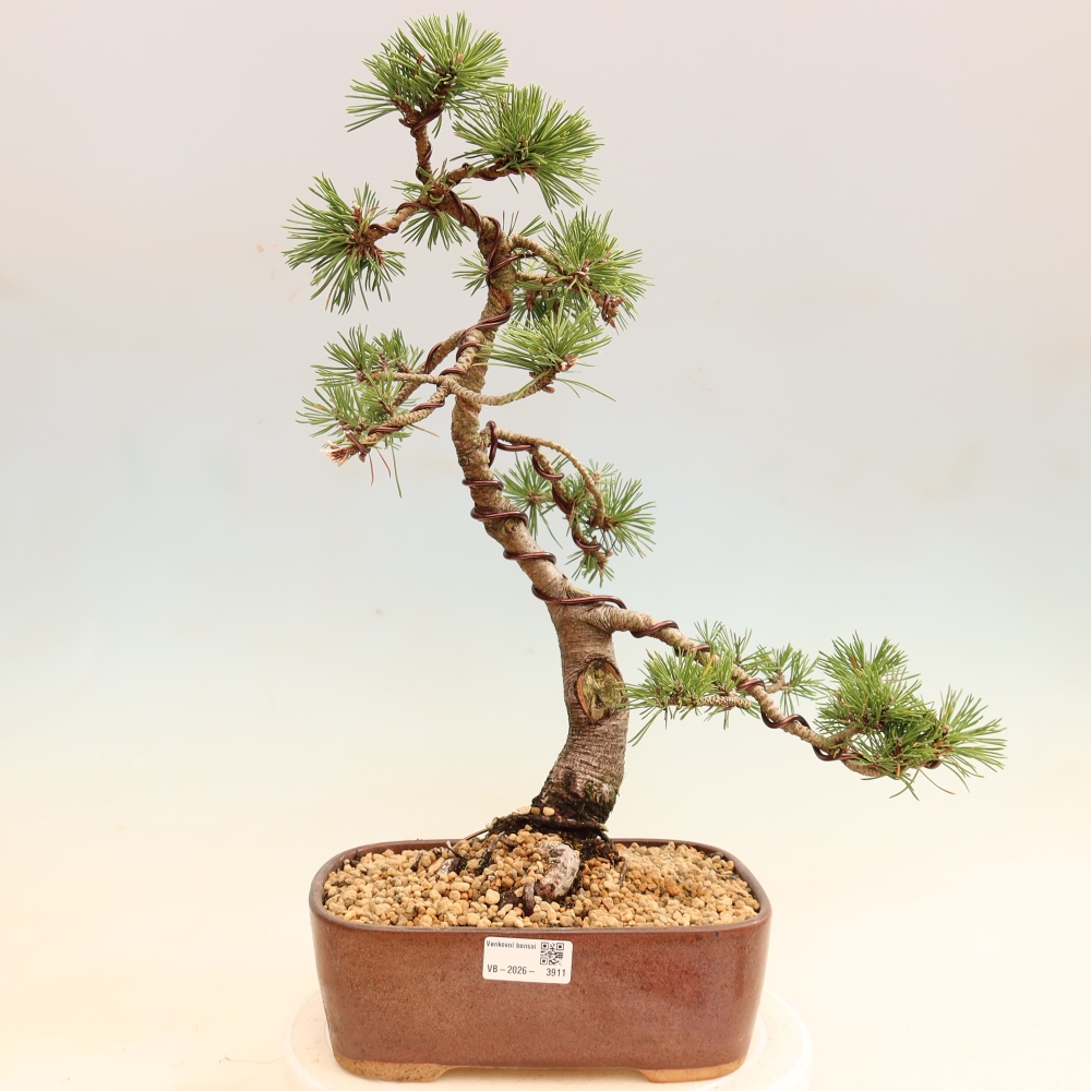 Bonsaï d'extérieur - Pinus mugo Humpy  - Pin nain