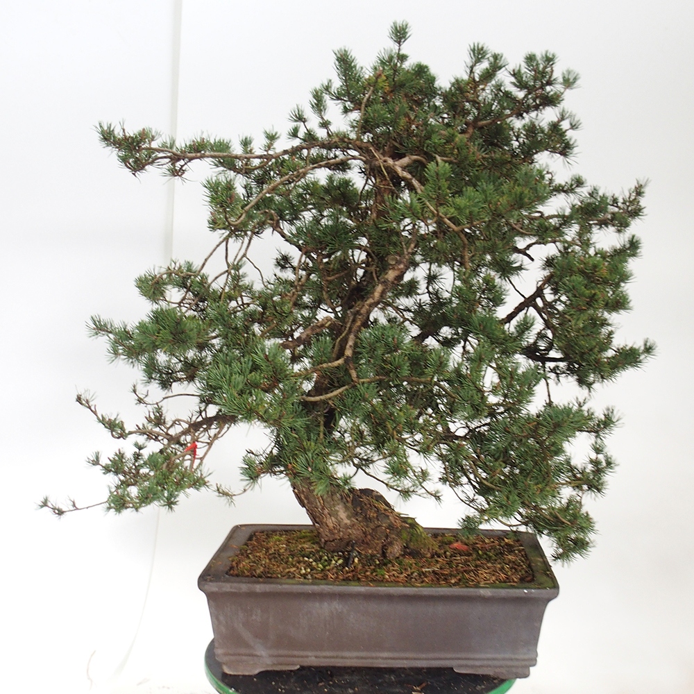 Yamadori - Pinus sylvestris Espagne