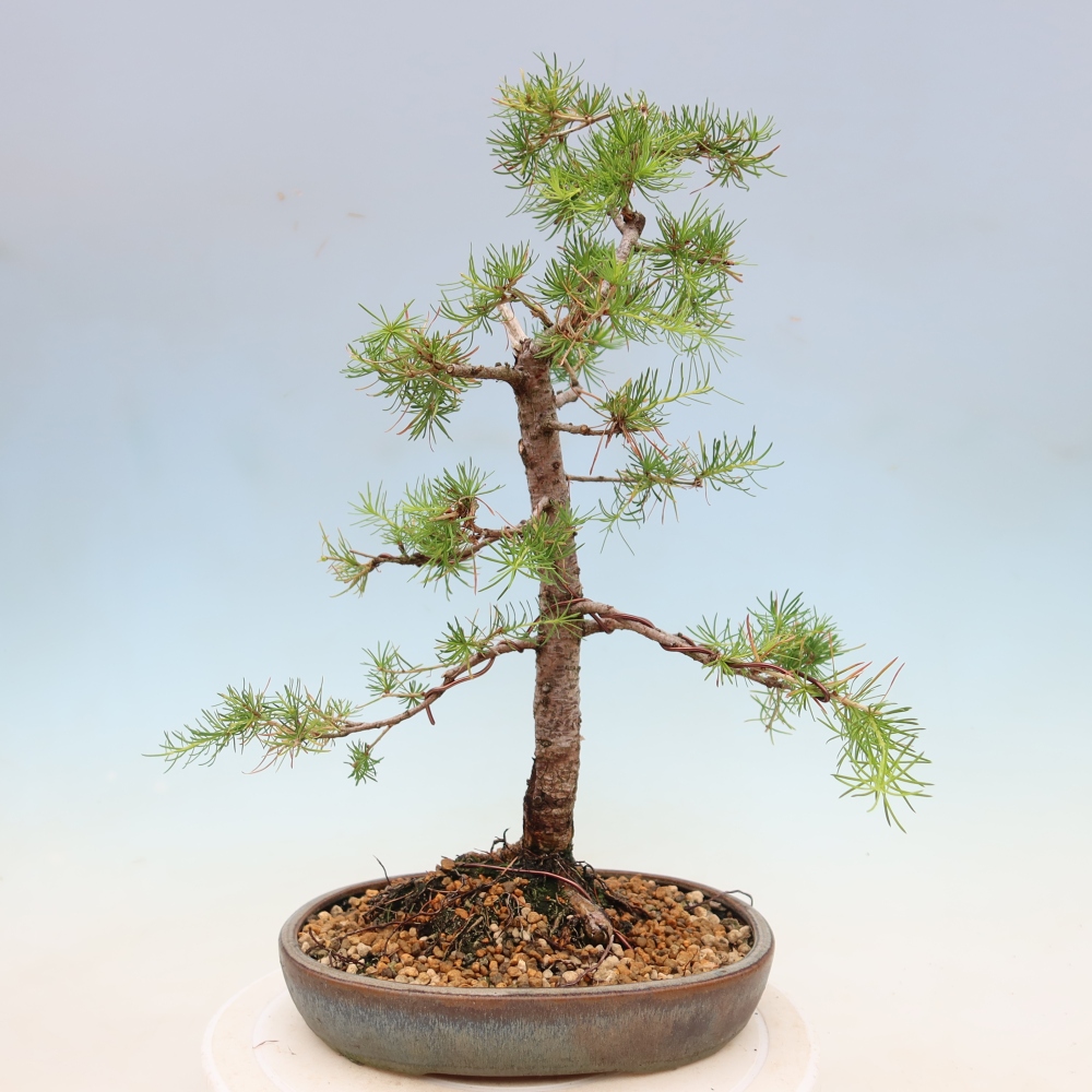 Bonsaï d'extérieur -Larix decidua - Mélèze