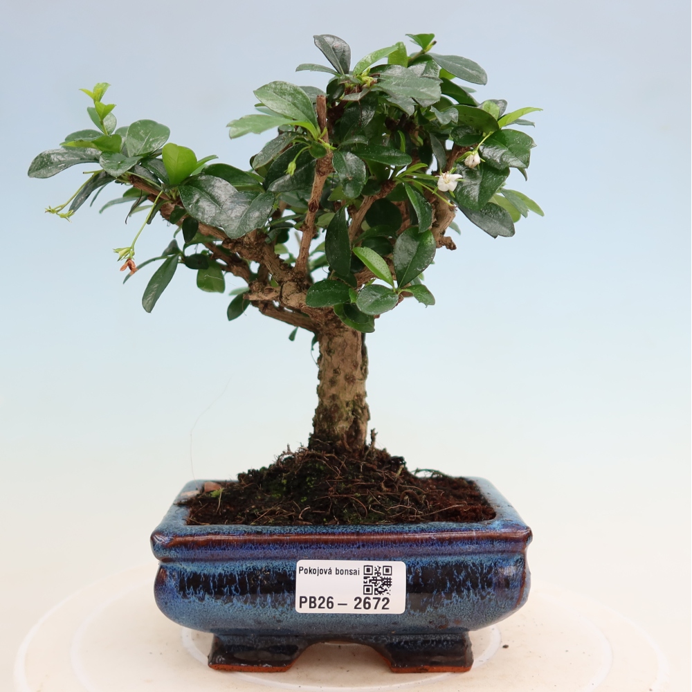Bonsaï de chambre - Carmona macrophylla - Tea fuki