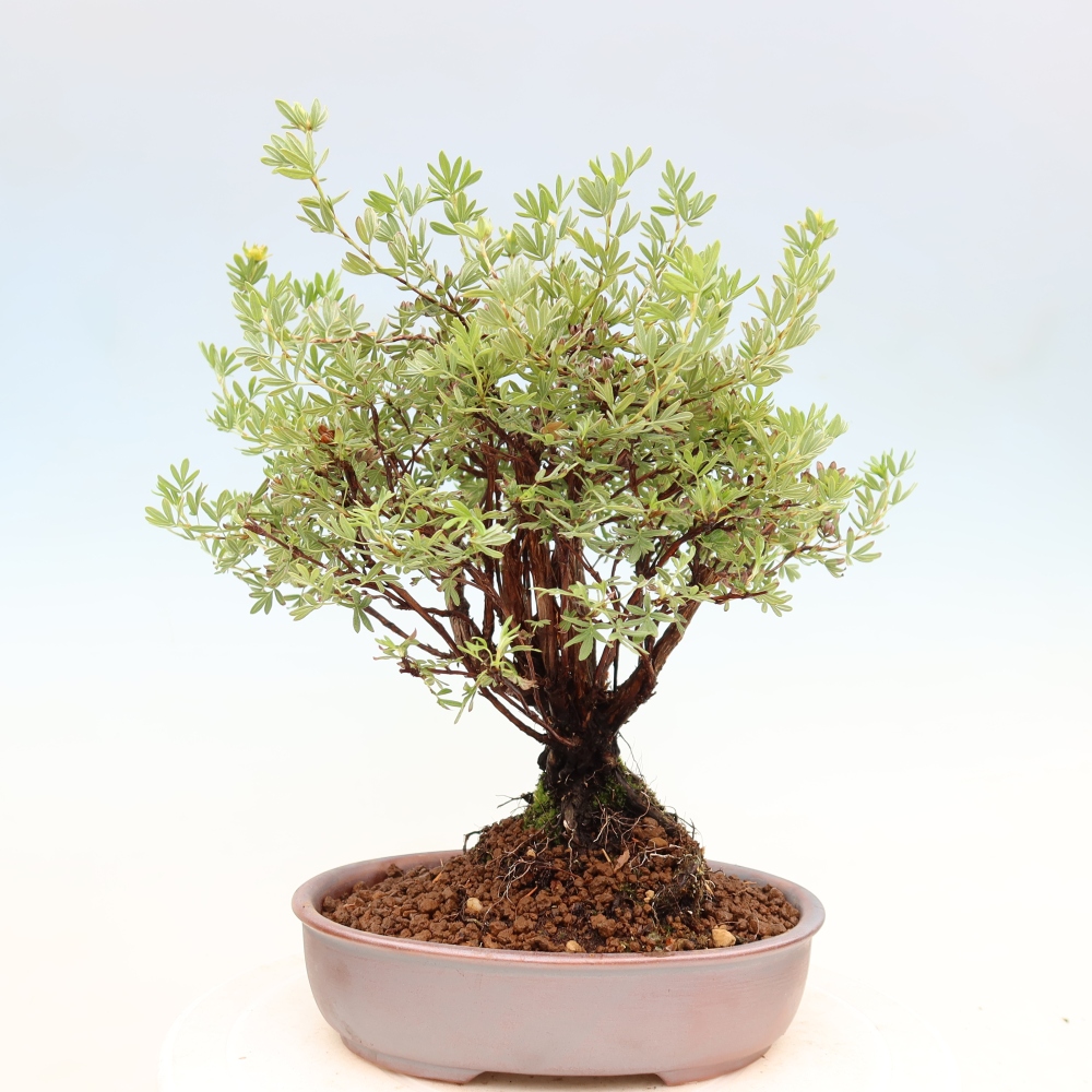 Bonsaï d'extérieur - Potentila fruticosa