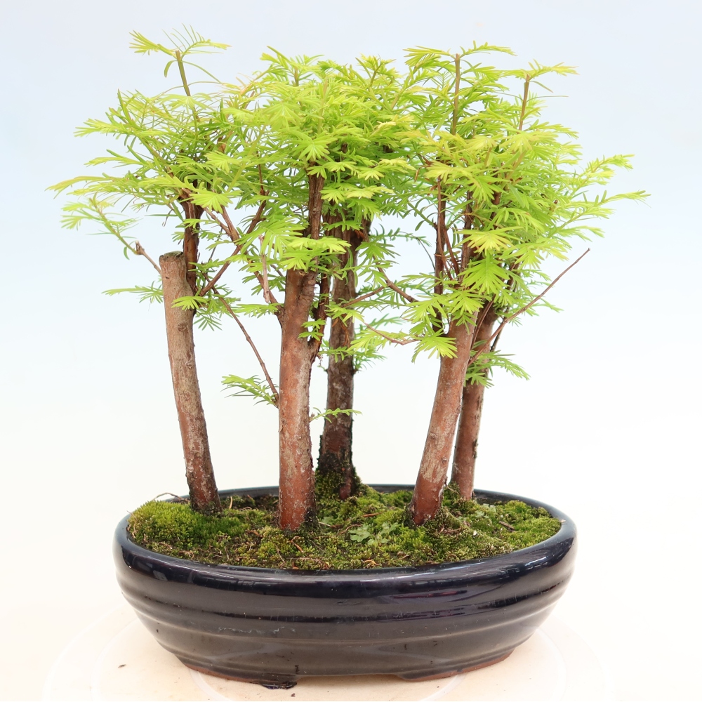 Bonsaï d'extérieur - Metasequoia glyptostroboides - Métaséquoia de Chine - petit bosquet