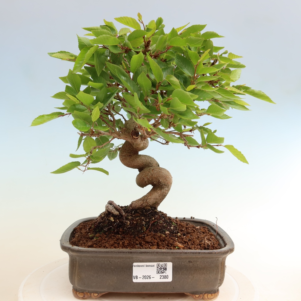 Bonsaï d'extérieur -Carpinus Coreana - Charme de Corée