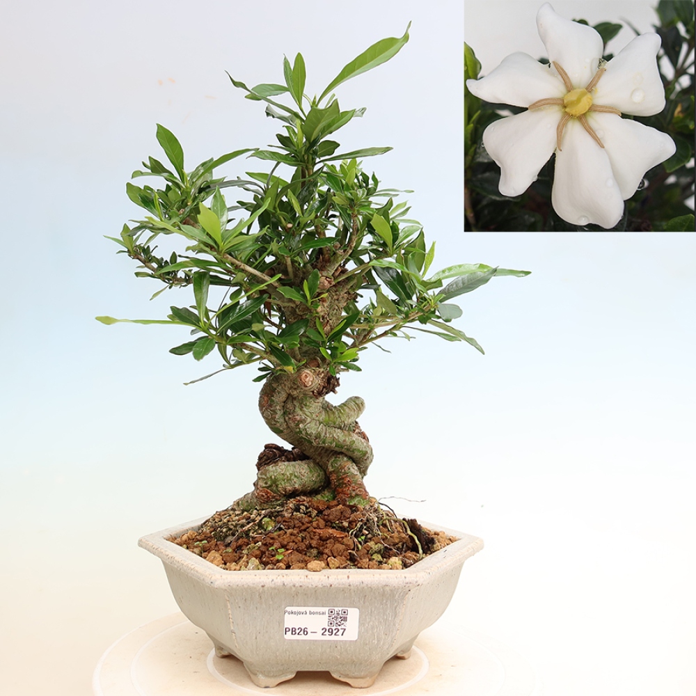 Bonsaï de chambre - Gardenia jasminoides-Gardenia