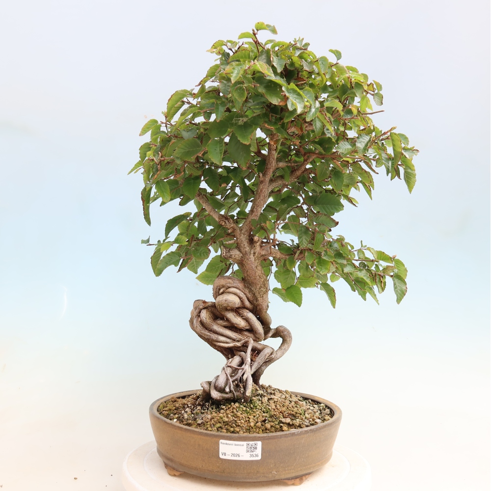 Bonsaï d'extérieur -Carpinus CARPINOIDES - Charme de Corée