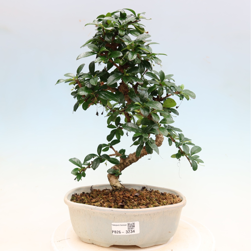 Bonsaï de chambre - Carmona macrophylla - Tea fuki
