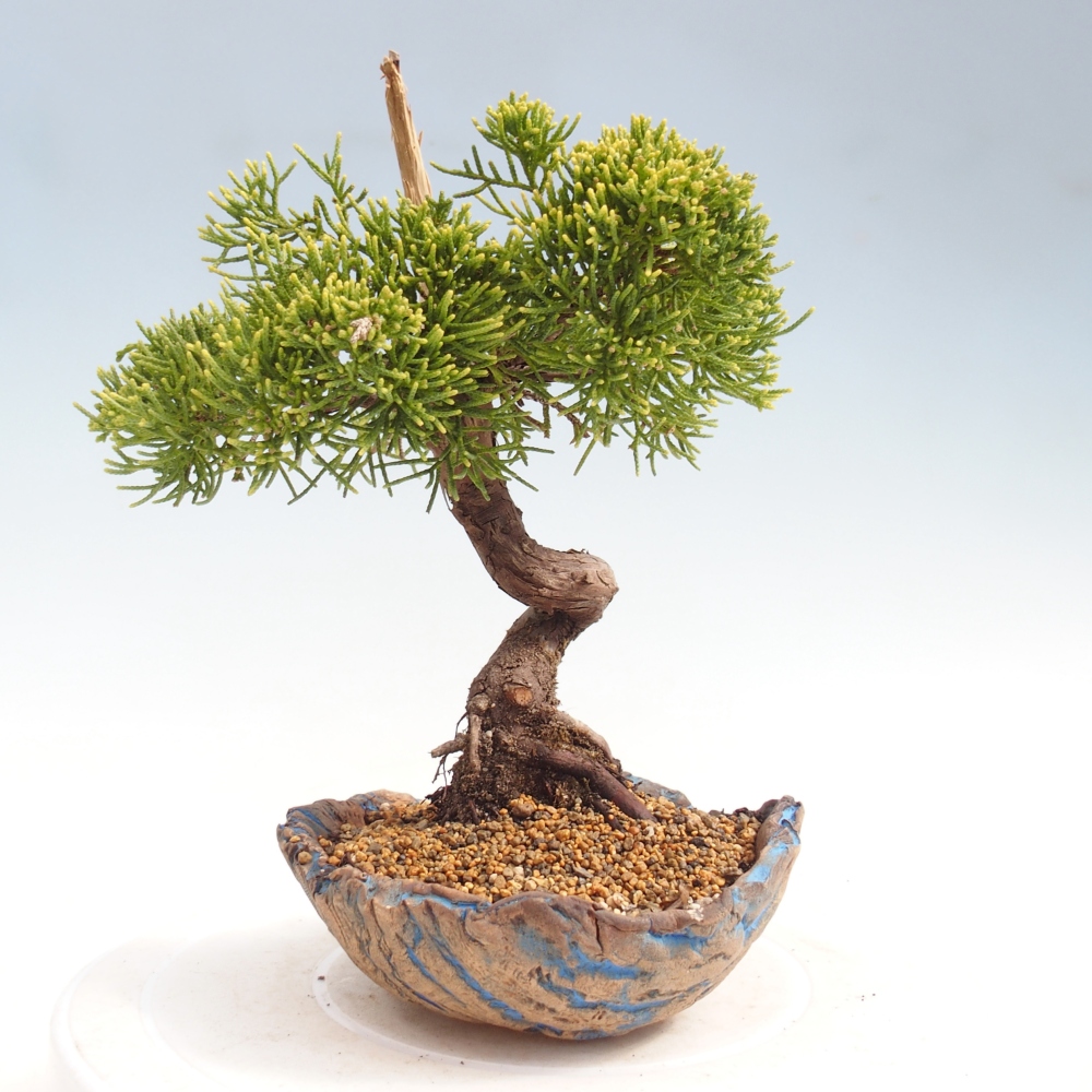 Bonsaï d'extérieur - Juniperus chinensis Kishu