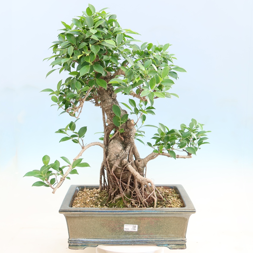 Salle bonsaï - Ficus kimmen - ficus à petites feuilles