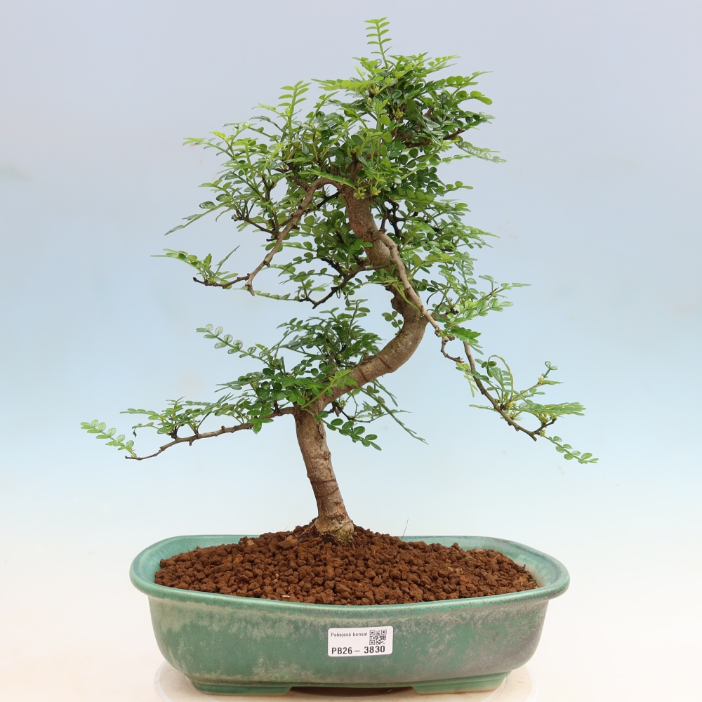Salle bonsaï - Zantoxylum piperitum - arbre à poivre