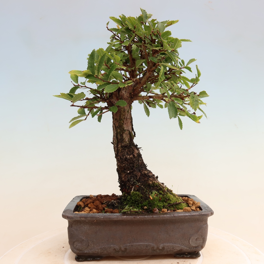 Bonsaï d'extérieur - Zelkova - Zelkova NIRE