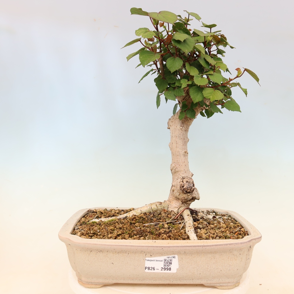 Bonsaï d'intérieur - Hibiscus tiliaceus - Hibiscus de mer