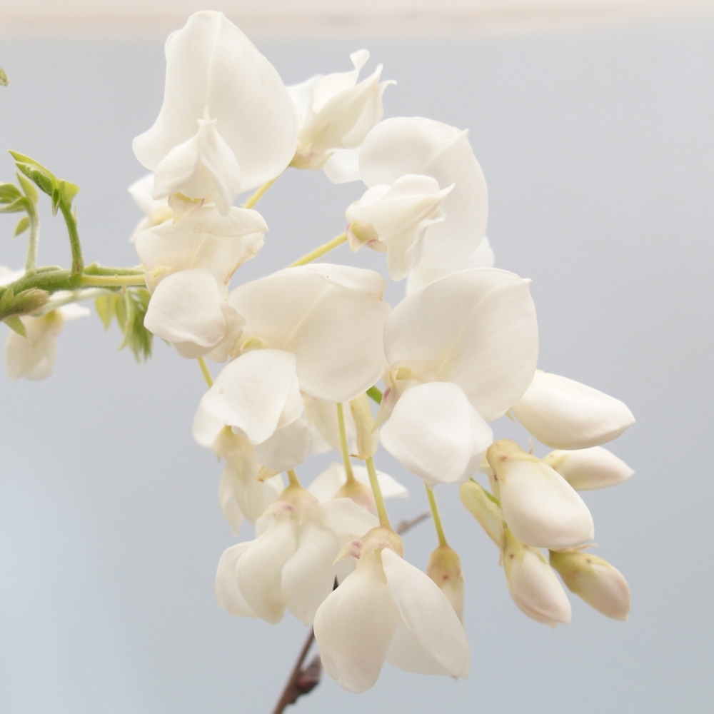 Bonsaï d'extérieur - Vistaria - Wisteria