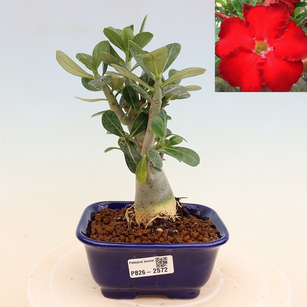 Bonsaï d'intérieur - Adenium obesum Red Star - Rose du désert