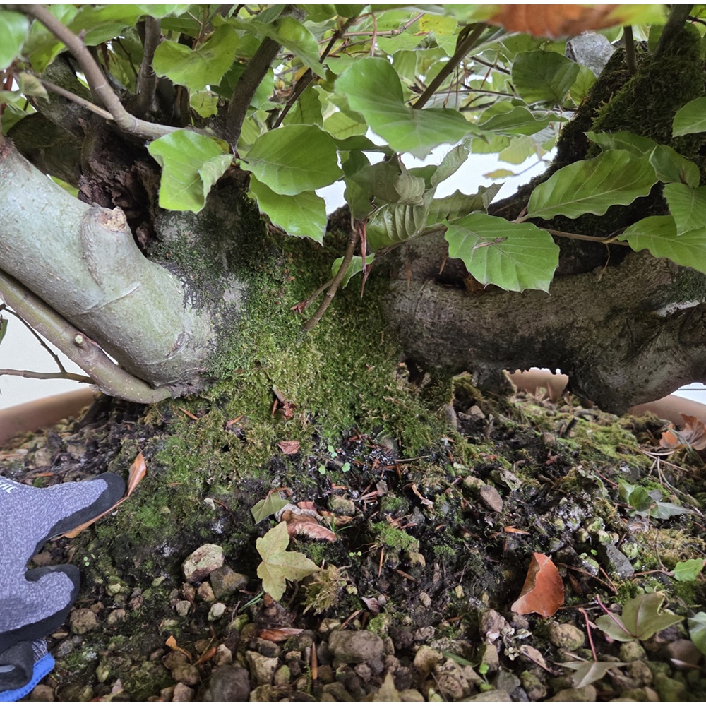 Bonsaï d'extérieur-Fagus sylvatica