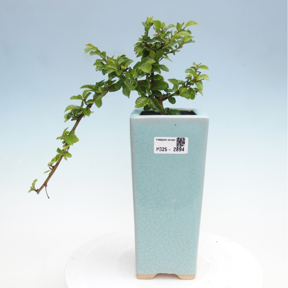 Bonsaï d'intérieur - Grewia occidentalis - Etoile de mer lavande