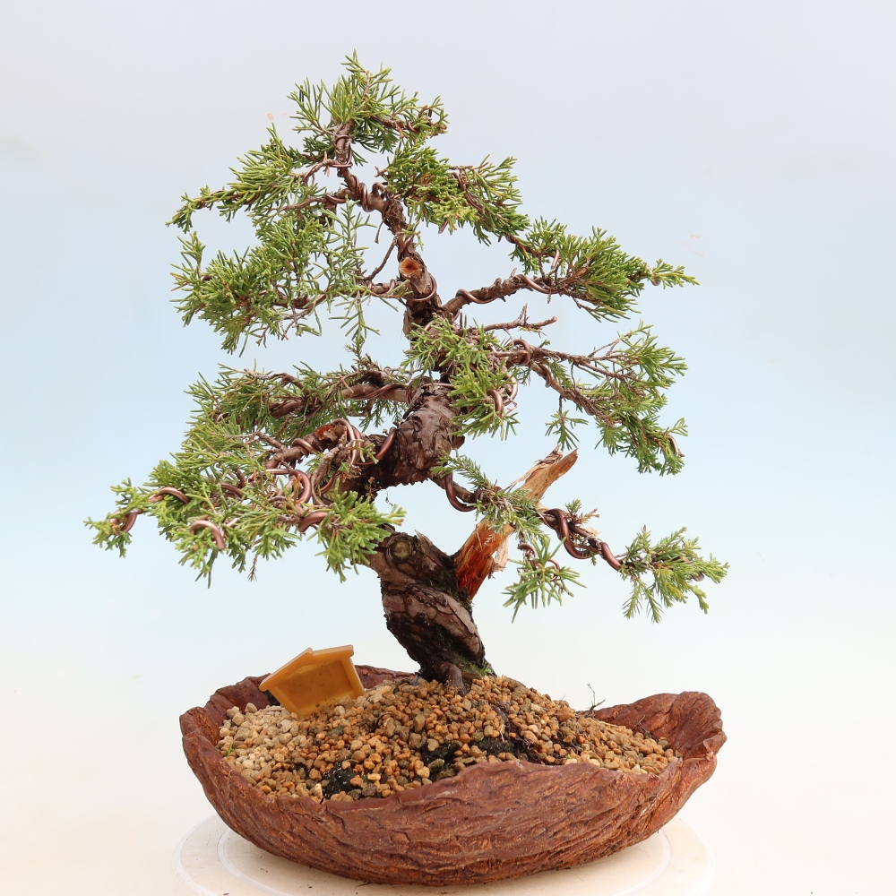 Bonsaï d'extérieur - Juniperus chinensis Itoigawa-Juniperus chinensis