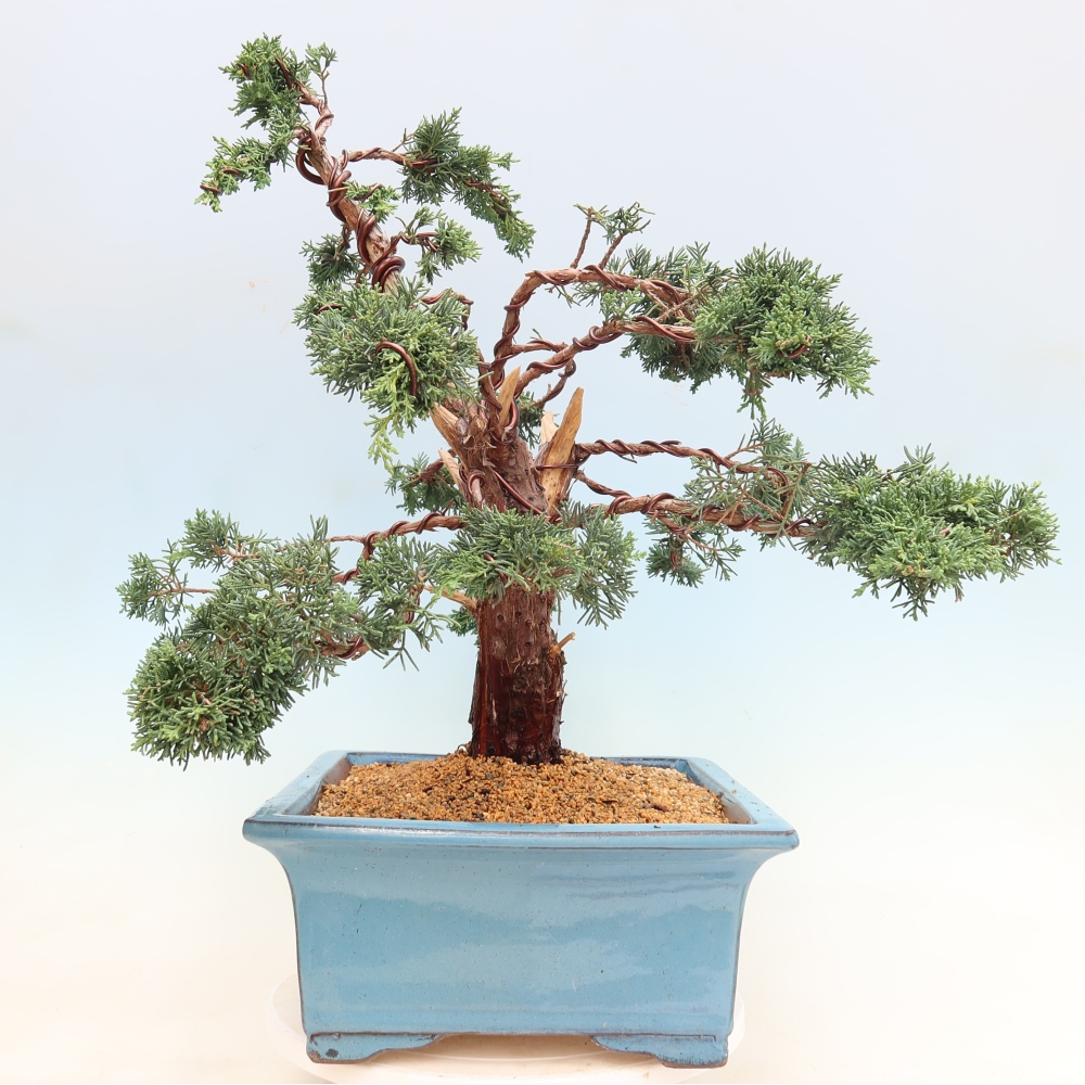 Bonsaï d'extérieur - Juniperus chinensis Kishu