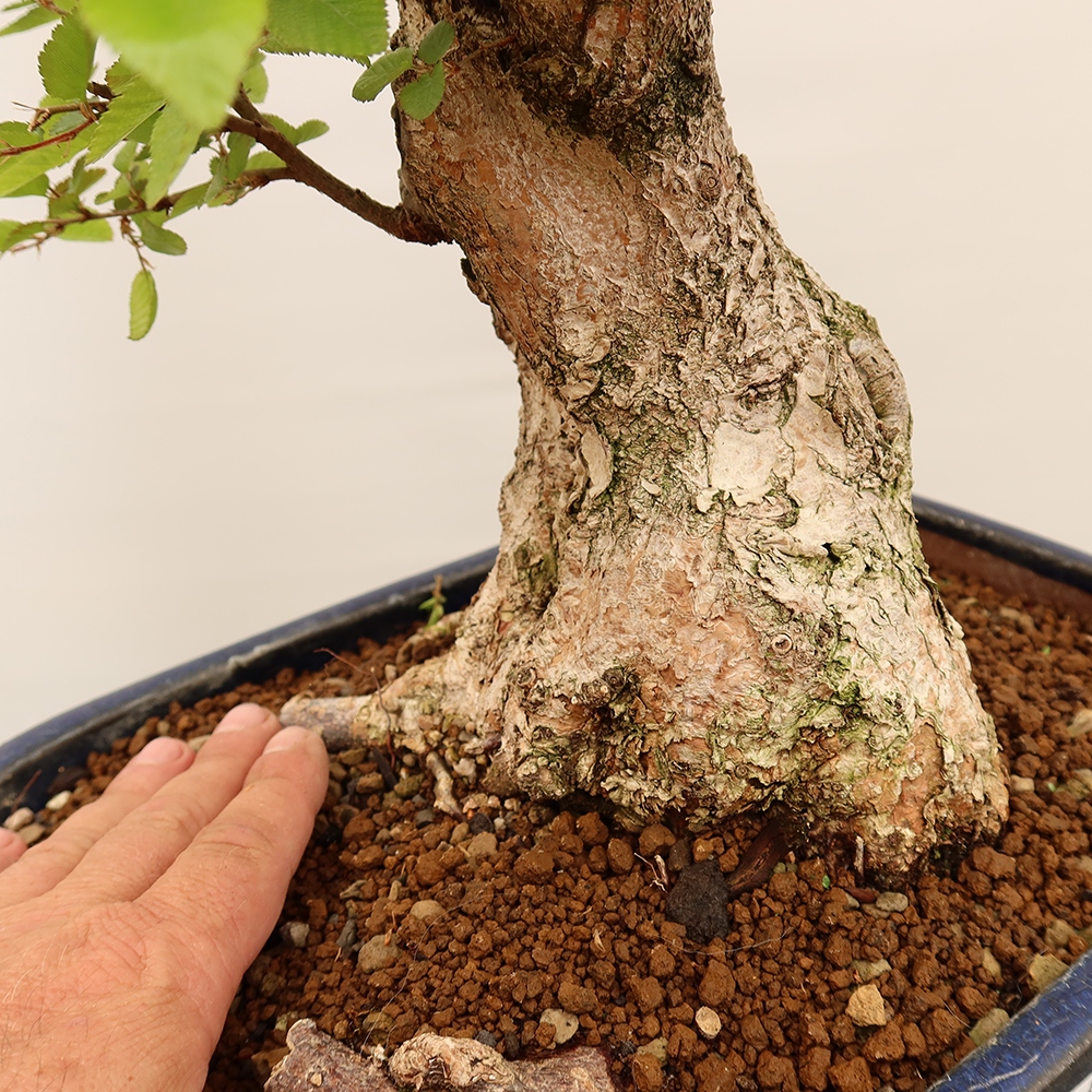 Bonsaï d'extérieur -Carpinus Coreana - Charme de Corée