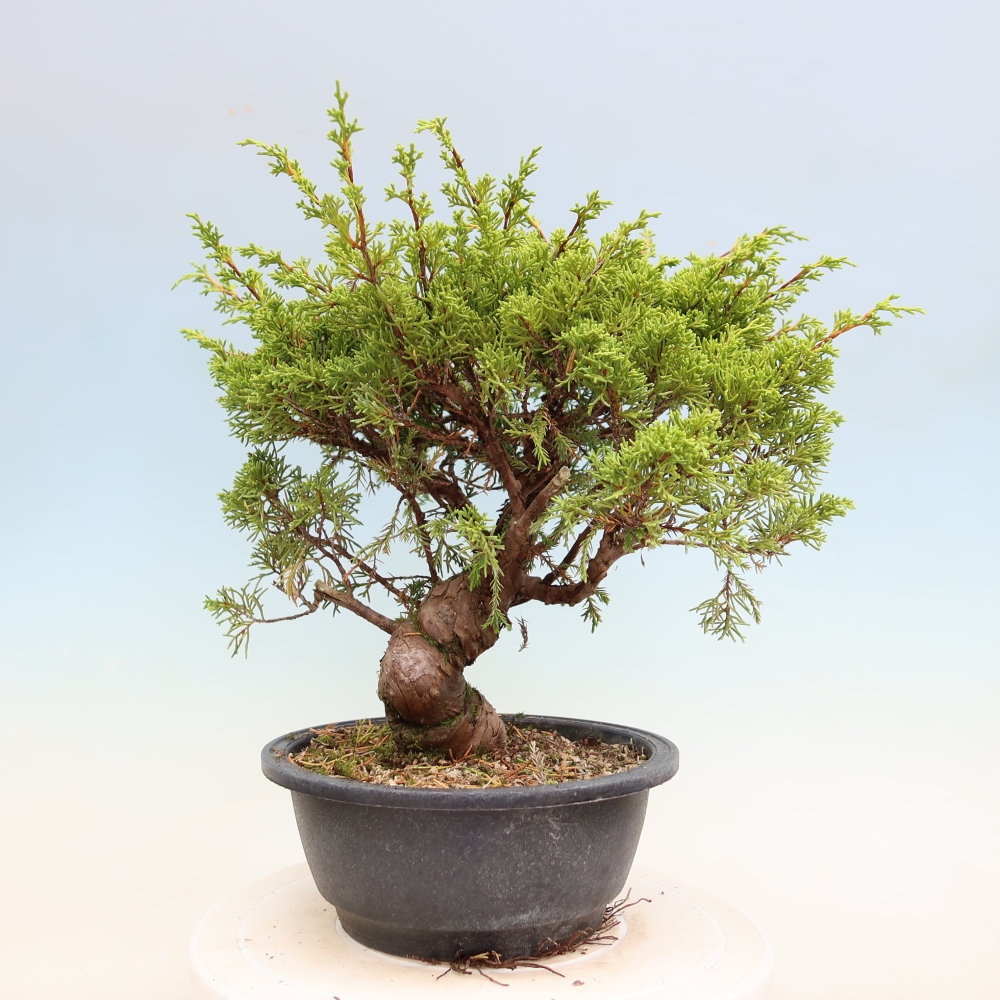 Bonsaï d'extérieur - Juniperus chinensis Itoigawa-Juniperus chinensis