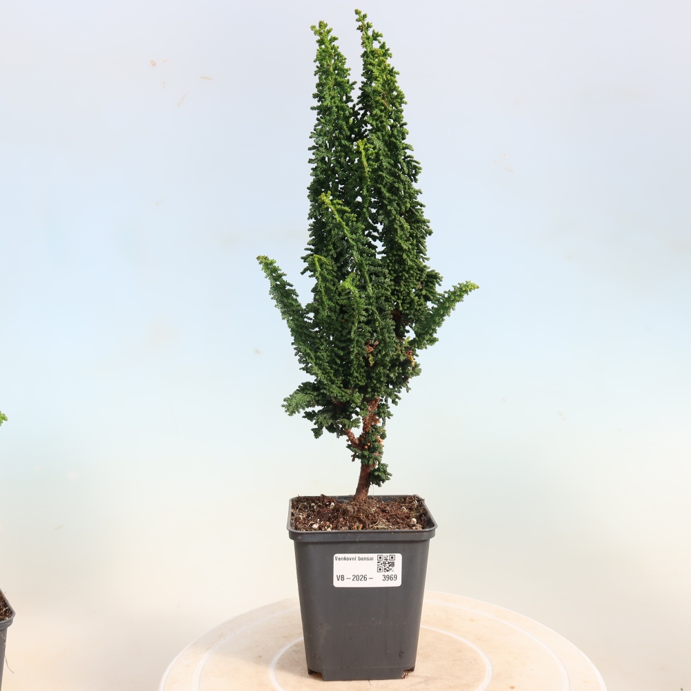 Bonsaï d'extérieur - Cham. obtusa SEKKA HINOKI - Cyprès