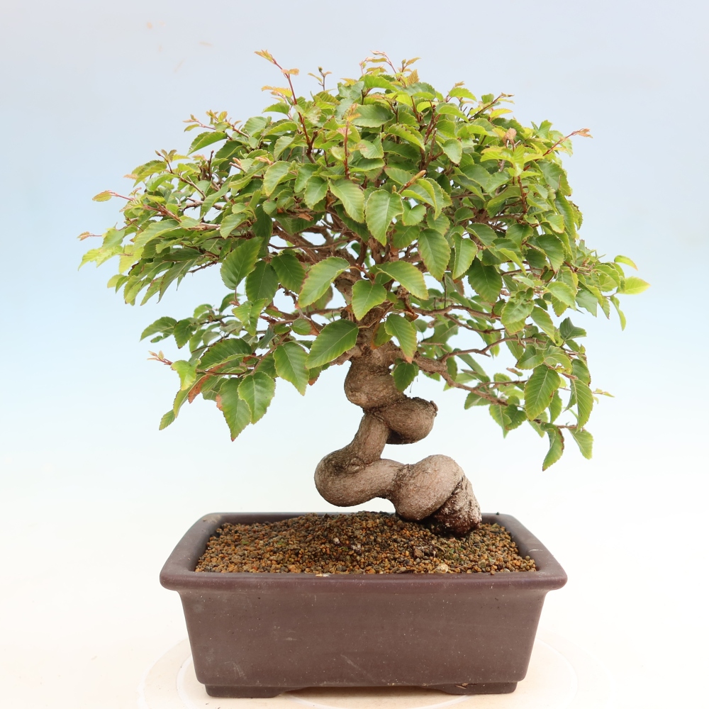 Bonsaï d'extérieur -Carpinus Coreana - Charme de Corée
