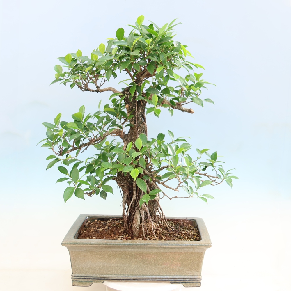 Salle bonsaï - Ficus kimmen - ficus à petites feuilles