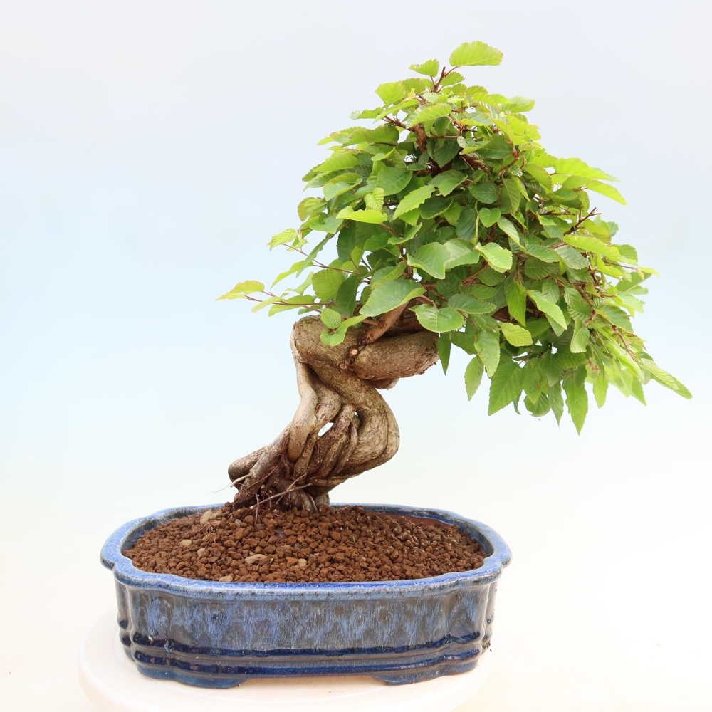 Bonsaï d'extérieur -Carpinus Coreana - Charme de Corée