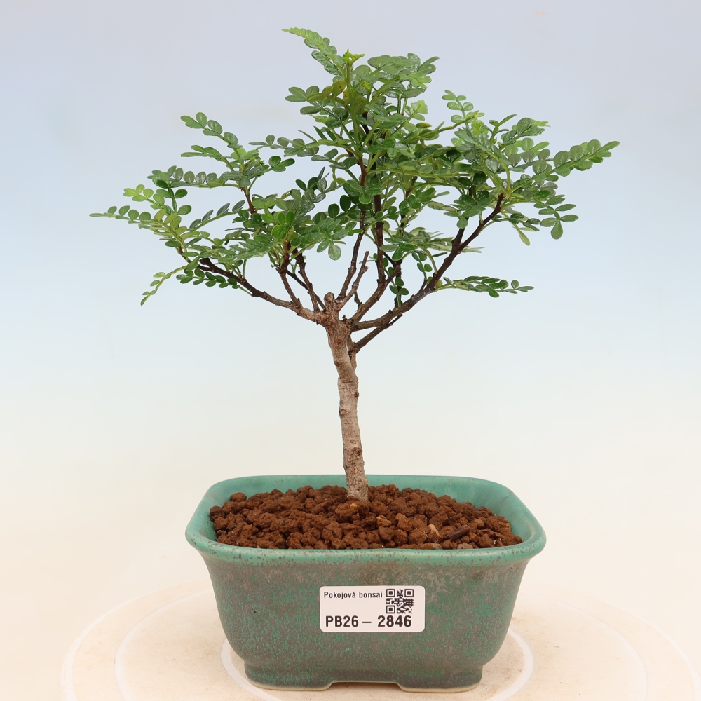 Salle bonsaï - Zantoxylum piperitum - arbre à poivre
