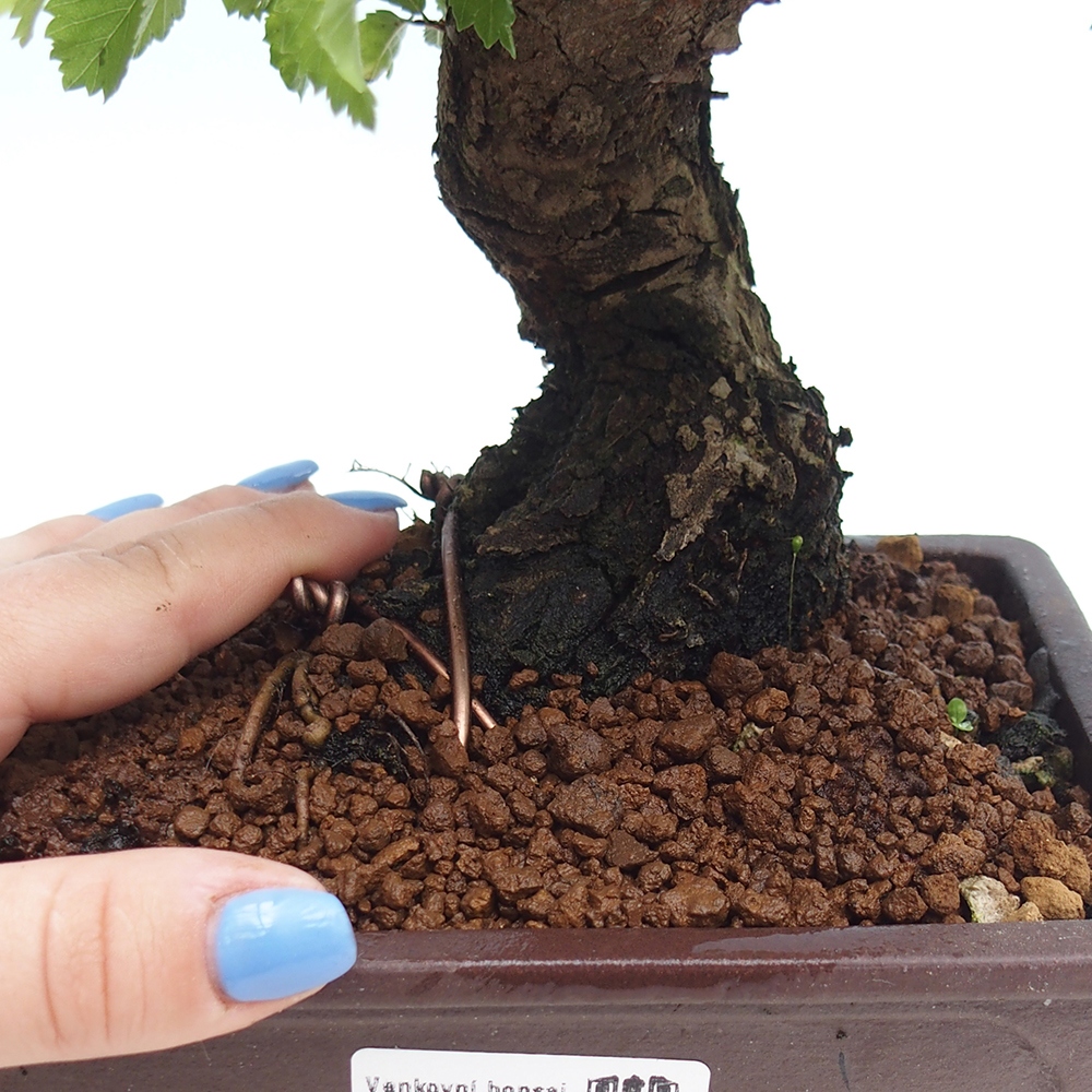 Bonsaï d'extérieur - Zelkova - Zelkova NIRE