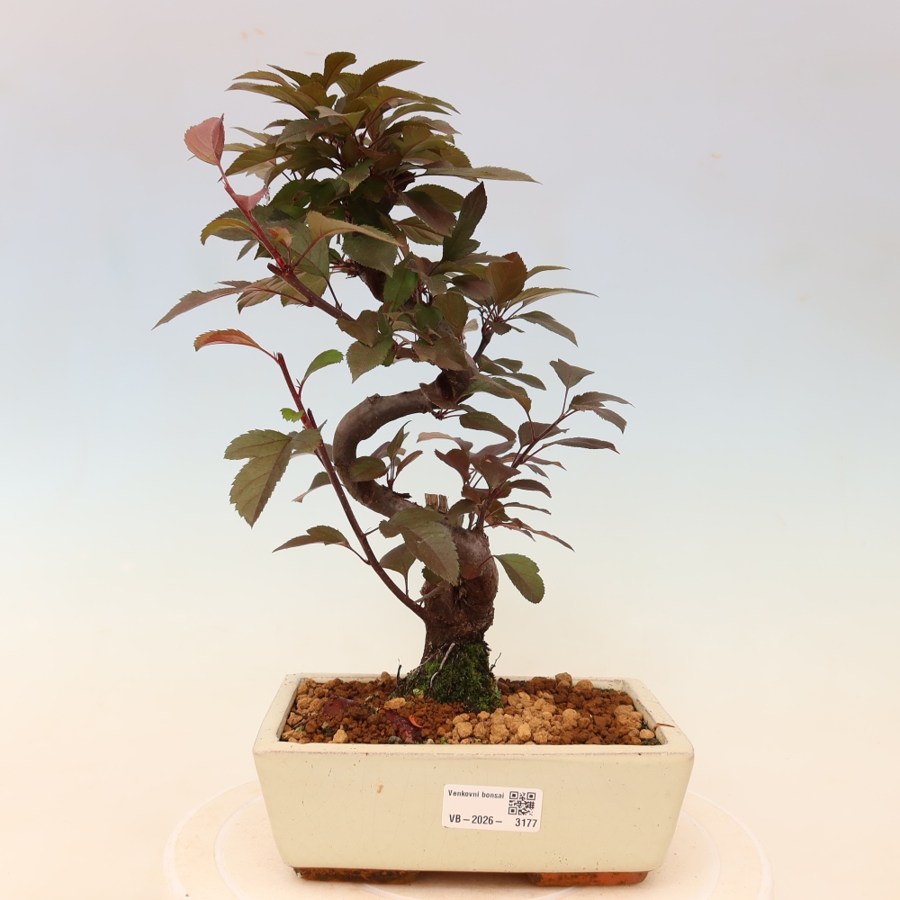 Bonsaï d'extérieur -Malus domestica - Pommier à petits fruits et à feuilles rouges