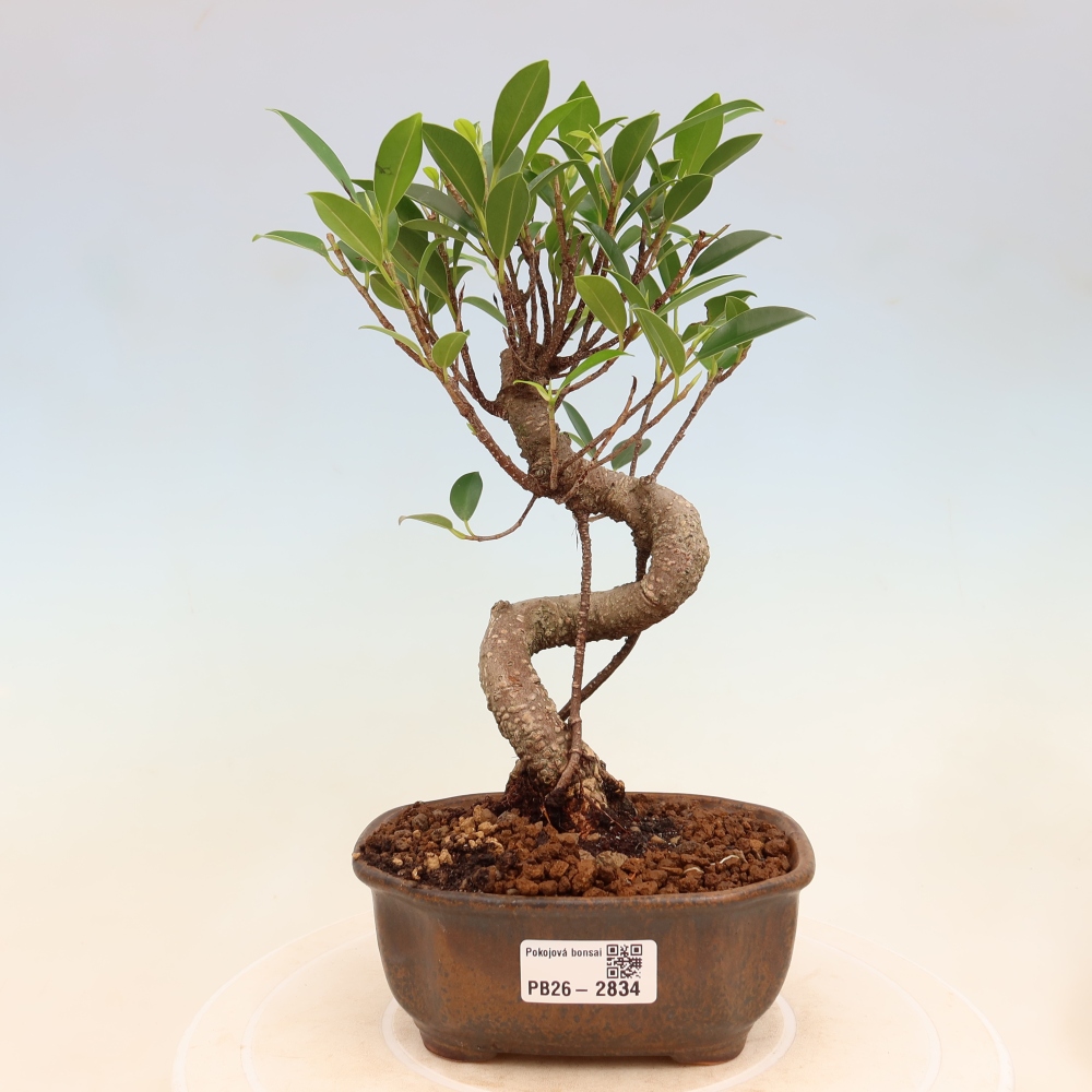Salle bonsaï - Ficus kimmen - ficus à petites feuilles