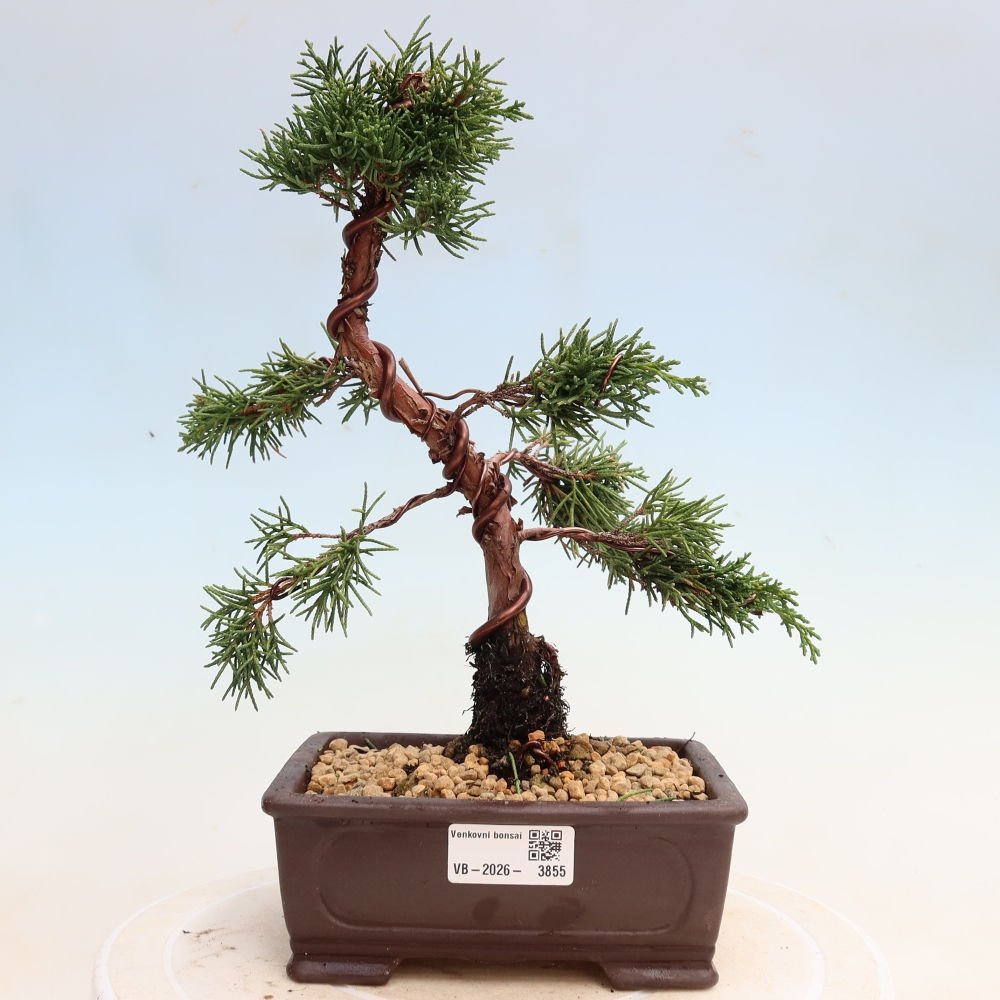 Bonsaï d'extérieur - Juniperus chinensis Kishu