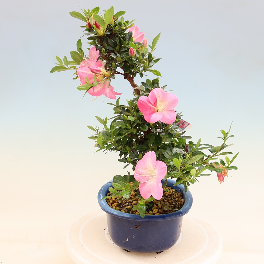 Bonsaï d'extérieur - Azalée japonaise - Azalea Santoka